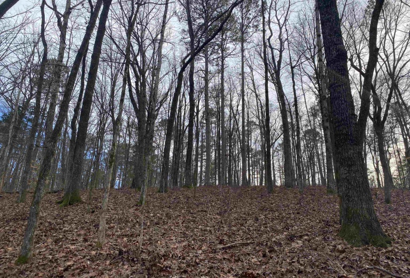 0 BRUTON BRANCH RD, Savannah, Tennessee 38372, ,Land,For Sale,BRUTON BRANCH,10140169