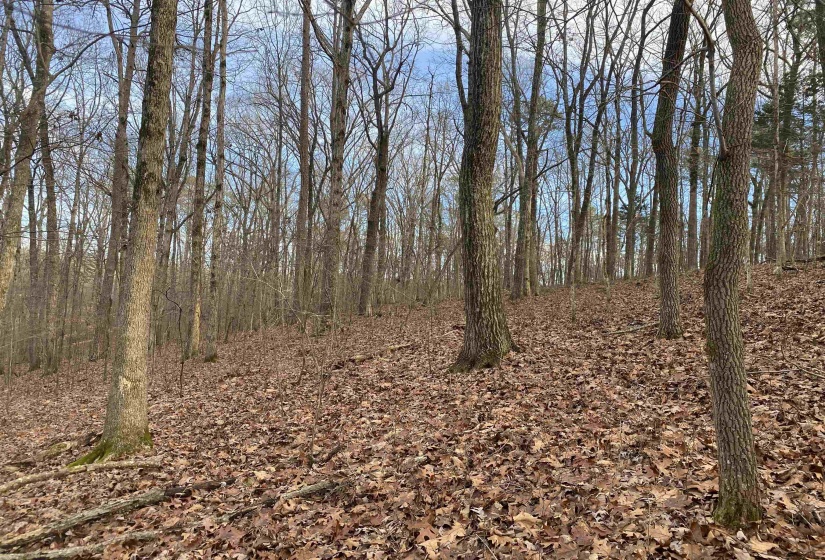 0 BRUTON BRANCH RD, Savannah, Tennessee 38372, ,Land,For Sale,BRUTON BRANCH,10140169