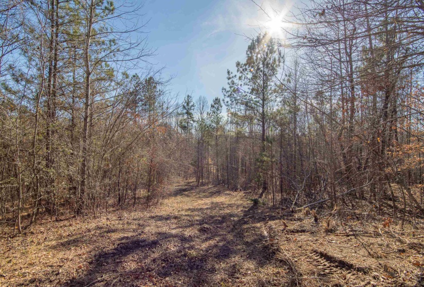 View of local wilderness