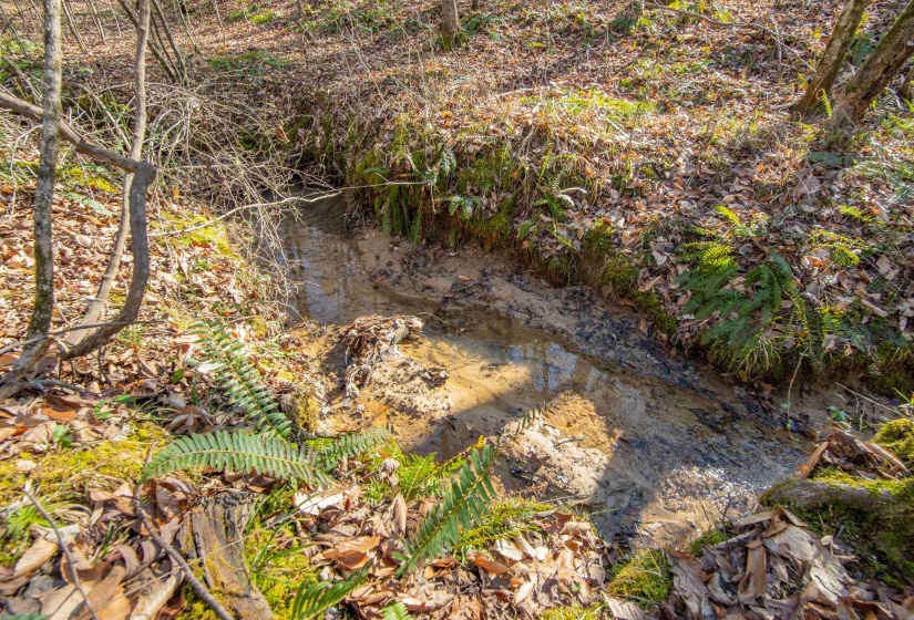 View of local wilderness