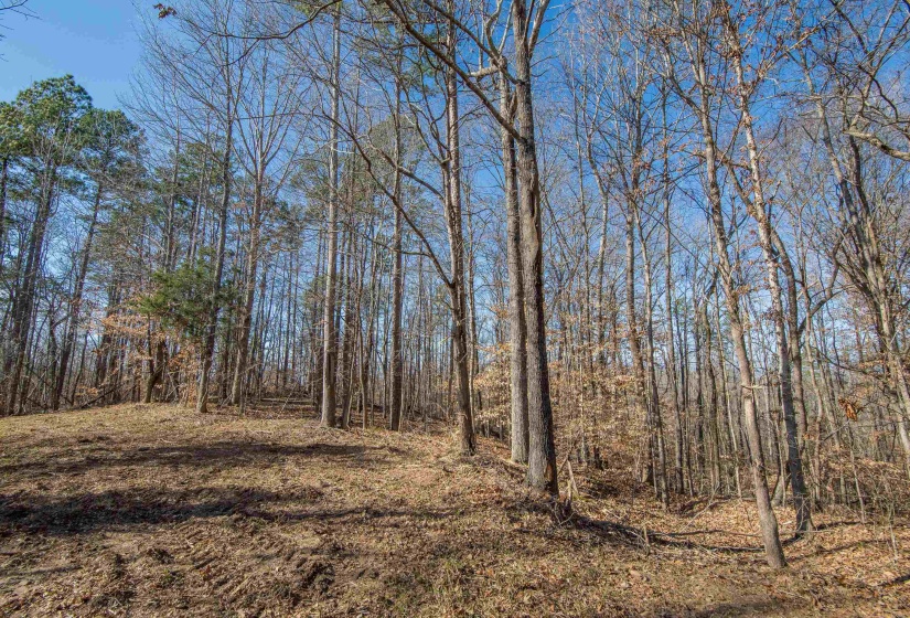 View of local wilderness