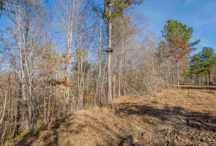 View of local wilderness