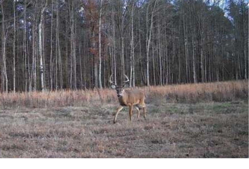 View of local wilderness