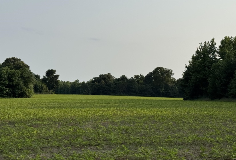 FRAZIER RD, Rossville, Tennessee 38066, ,Land,For Sale,FRAZIER,10189025