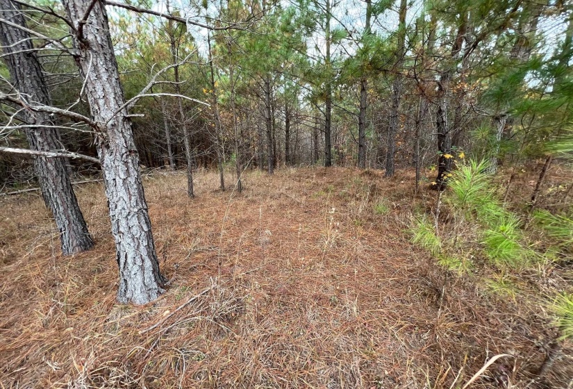 View of local wilderness