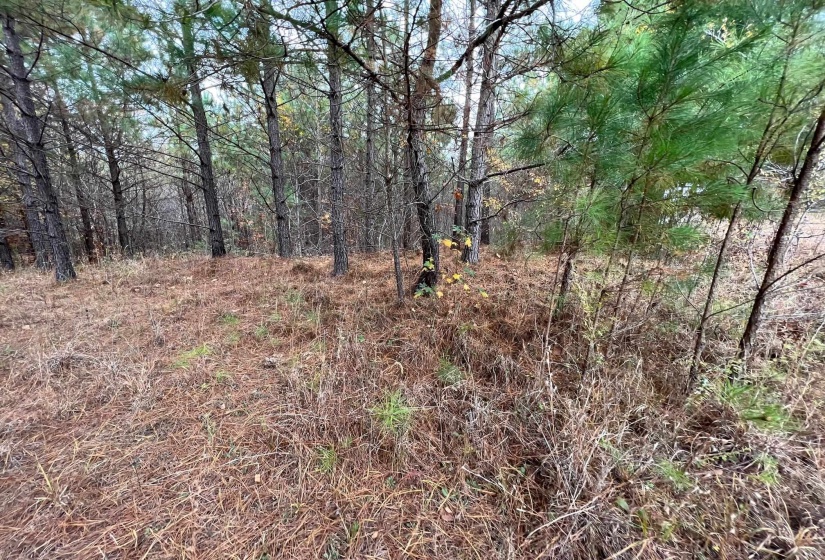 View of local wilderness