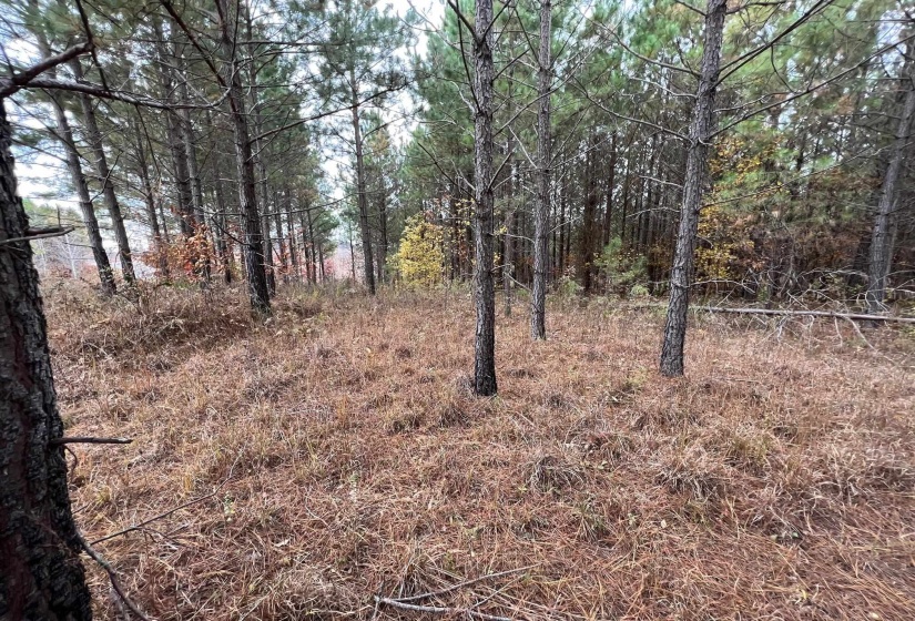 View of local wilderness