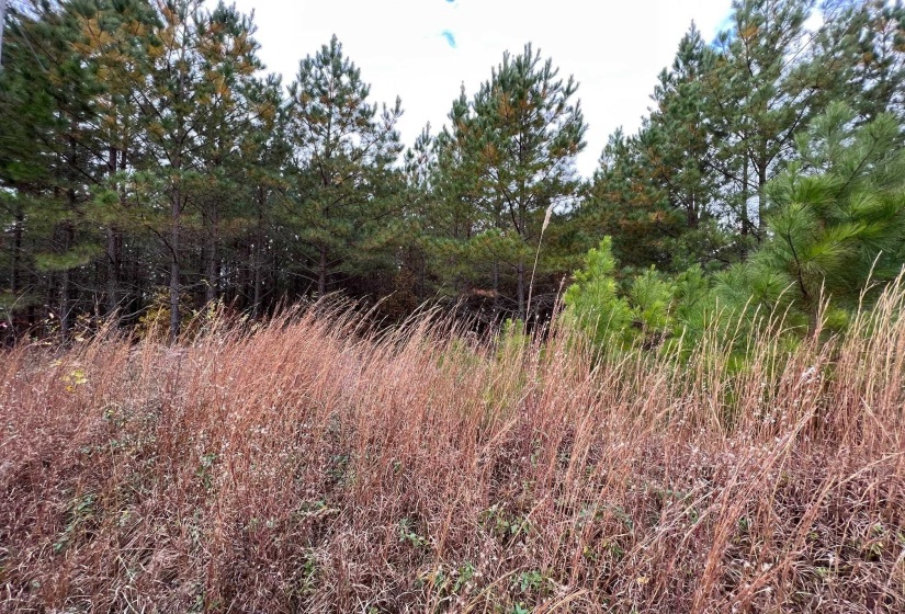 View of local wilderness