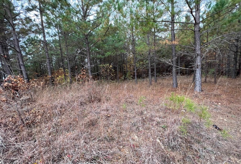 View of local wilderness