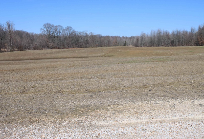 View of local wilderness