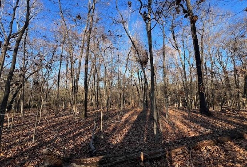 11764 MACON RD, Eads, Tennessee 38028, ,Land,For Sale,MACON,10190272