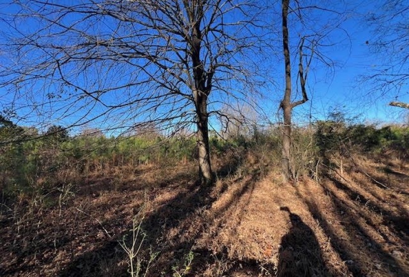 11764 MACON RD, Eads, Tennessee 38028, ,Land,For Sale,MACON,10190272