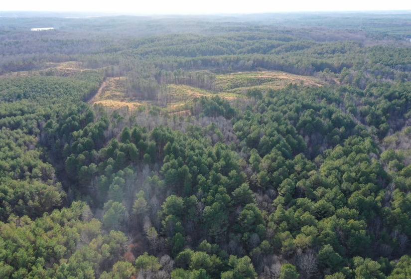 Bird's eye view of a heavily wooded area
