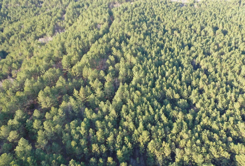 Aerial view of property's location