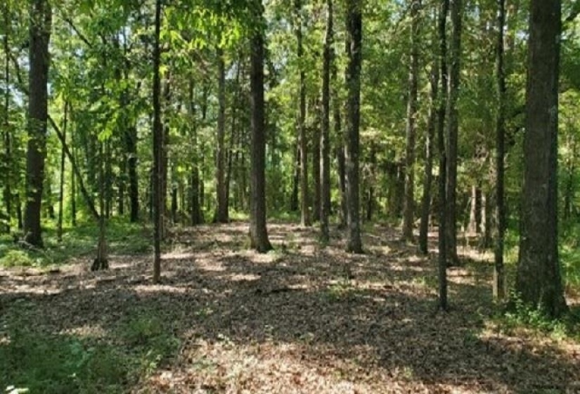 398 TAPPAH ST. CT, Grand Junction, Tennessee 38039, ,Land,For Sale,TAPPAH ST.,10131251