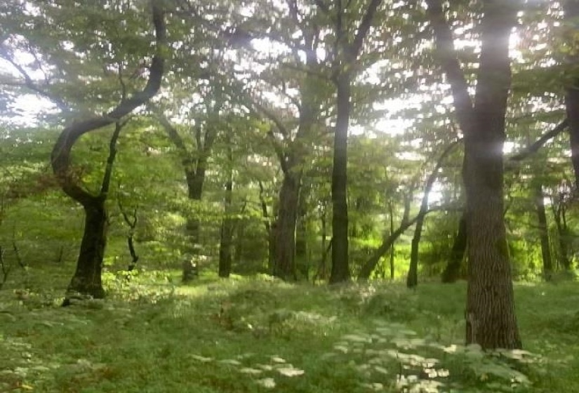 398 TAPPAH ST. CT, Grand Junction, Tennessee 38039, ,Land,For Sale,TAPPAH ST.,10131251