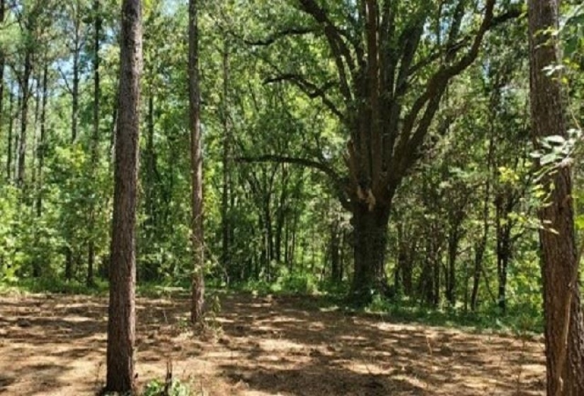 398 TAPPAH ST. CT, Grand Junction, Tennessee 38039, ,Land,For Sale,TAPPAH ST.,10131251