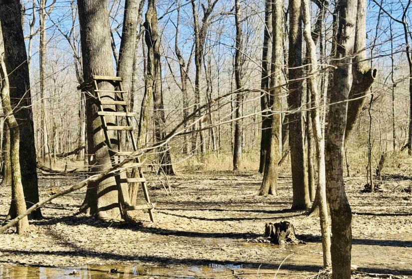 View of nature