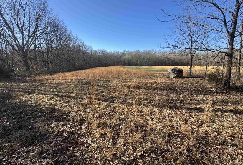 View of yard with a view of trees and a rural view