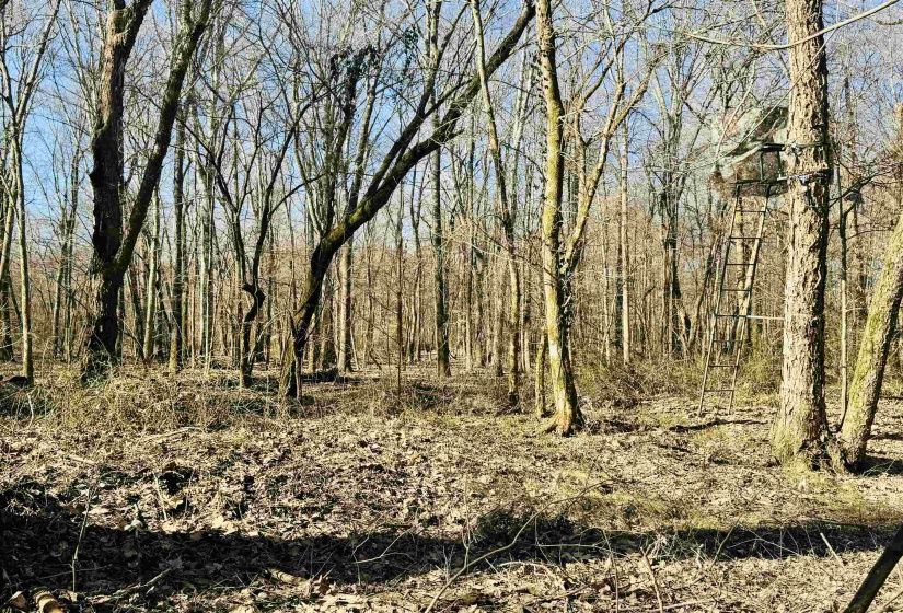 View of landscape with a forest view