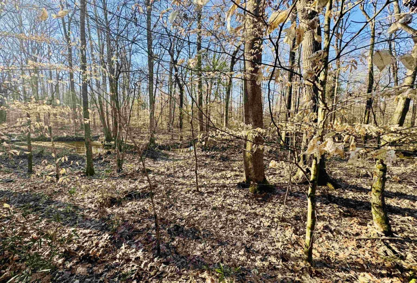 View of local wilderness