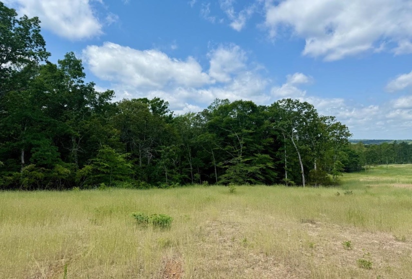 View of woods