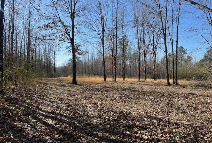 View of local wilderness