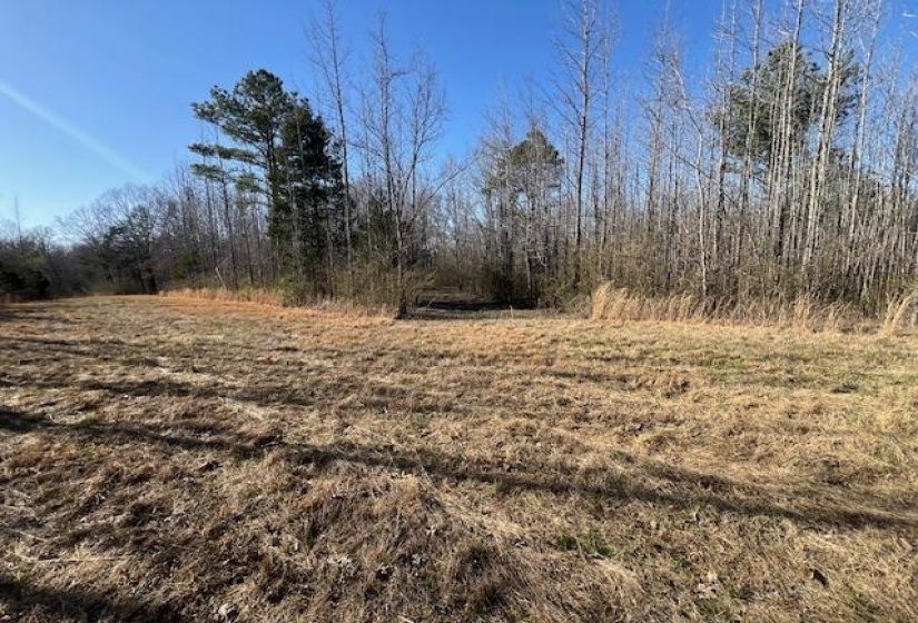 View of local wilderness