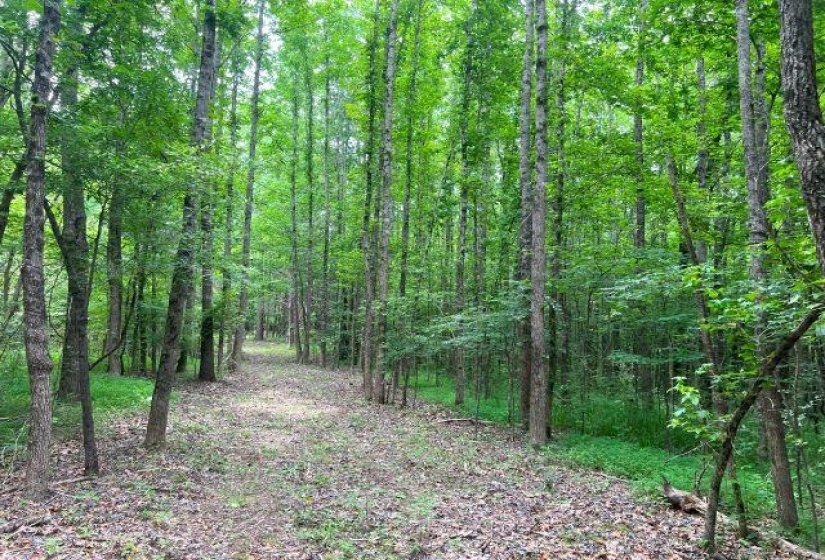 View of woods