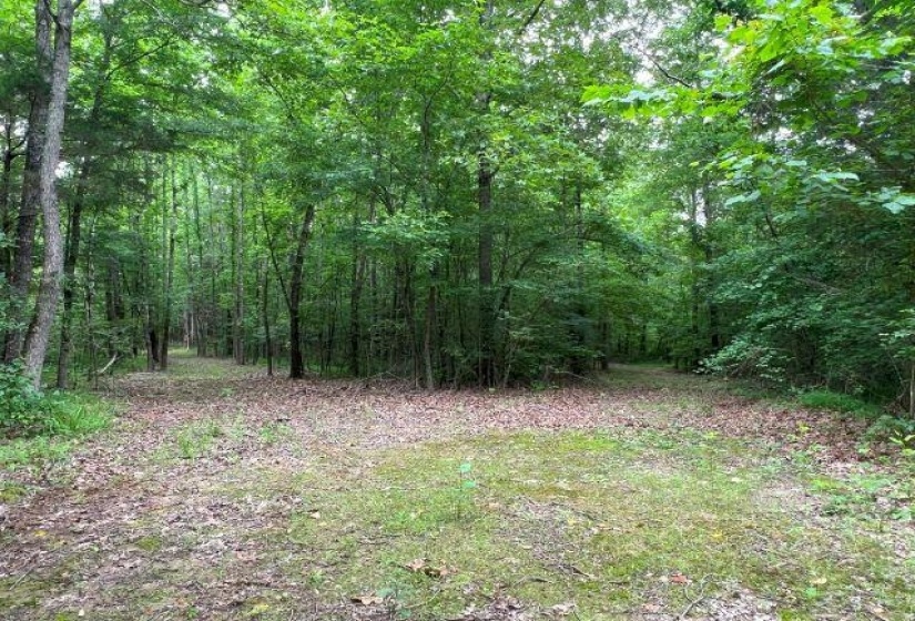 View of tree filled area