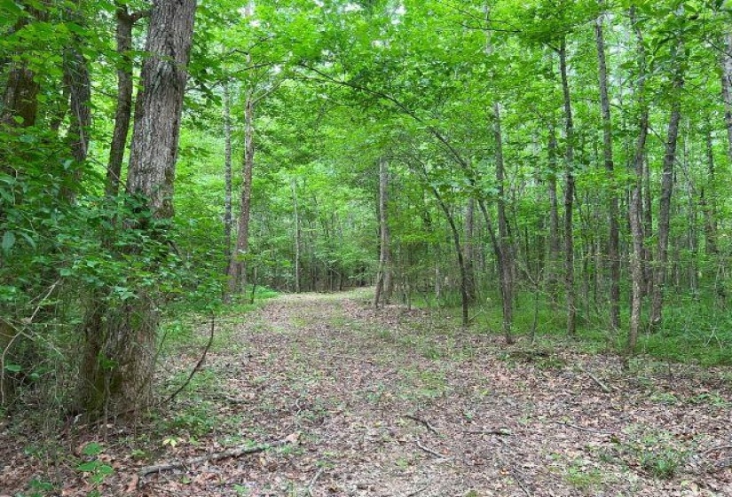 View of tree filled area