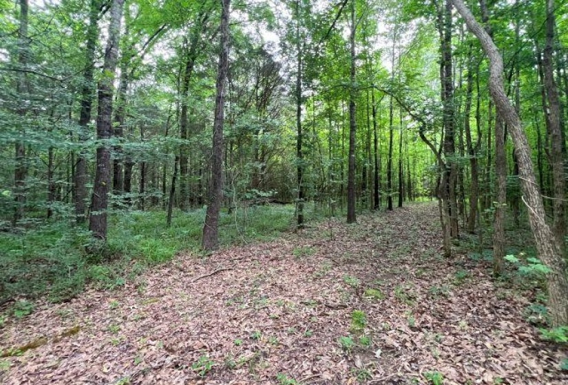 View of wooded area