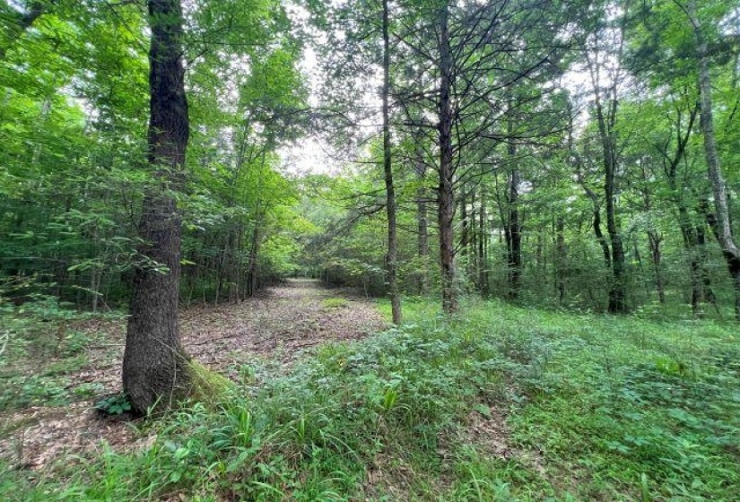 View of wooded area