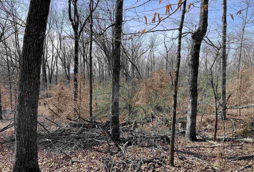 11 OLD LIBERTY RD, Morris Chapel, Tennessee 38361, ,Land,For Sale,OLD LIBERTY,10192763