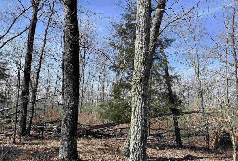 11 OLD LIBERTY RD, Morris Chapel, Tennessee 38361, ,Land,For Sale,OLD LIBERTY,10192763