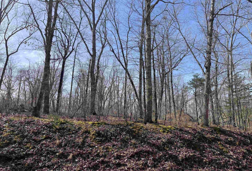 11 OLD LIBERTY RD, Morris Chapel, Tennessee 38361, ,Land,For Sale,OLD LIBERTY,10192763