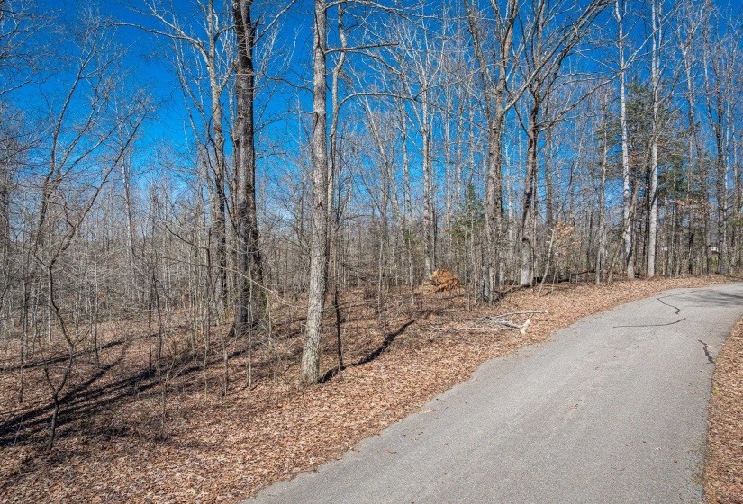 View of road with a forest view