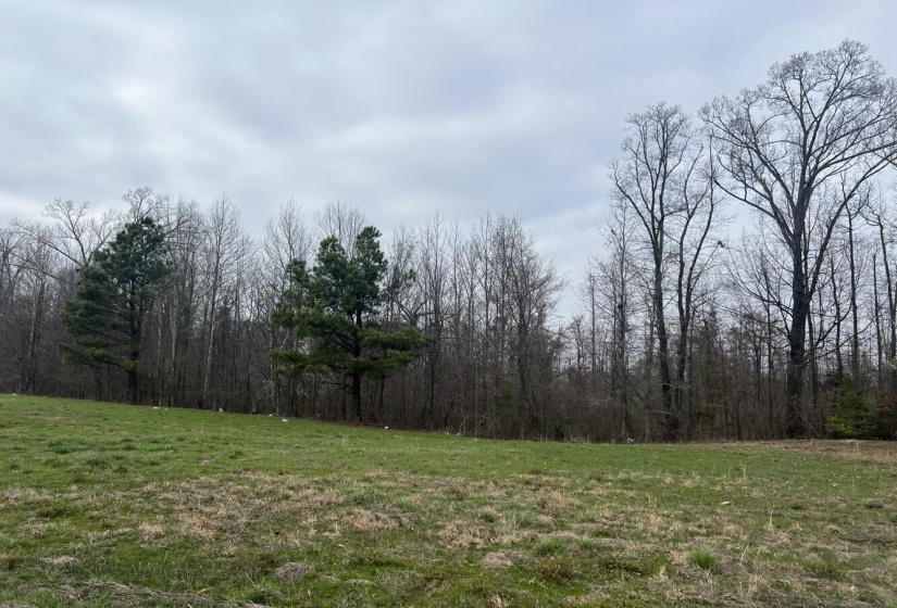 View of nature with a view of trees