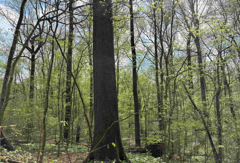 View of nature with a forest view