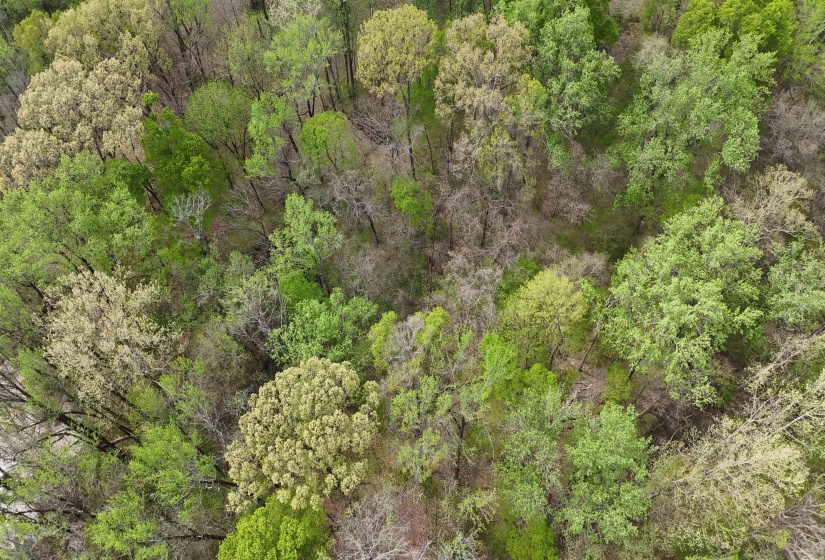 Drone / aerial view with a wooded view