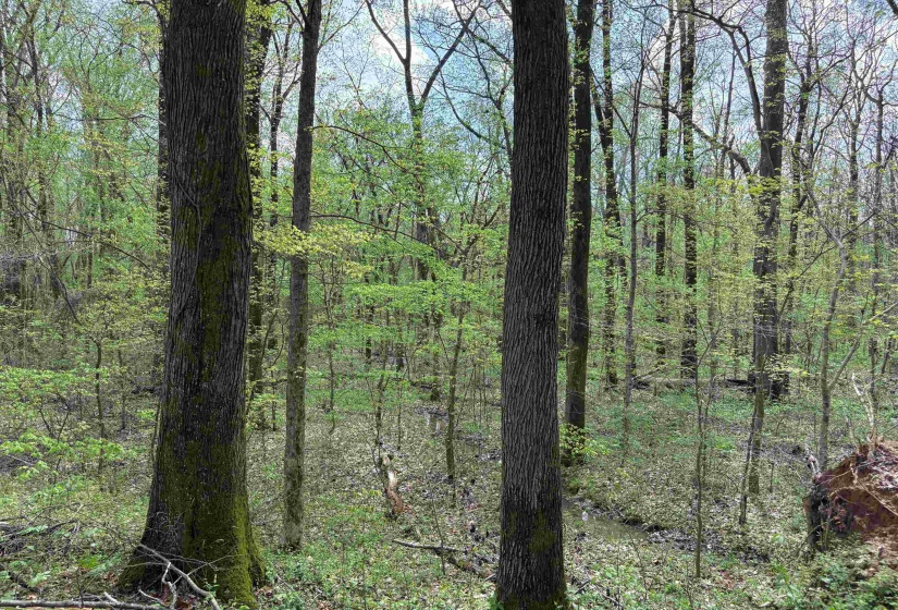 View of local wilderness with a view of trees