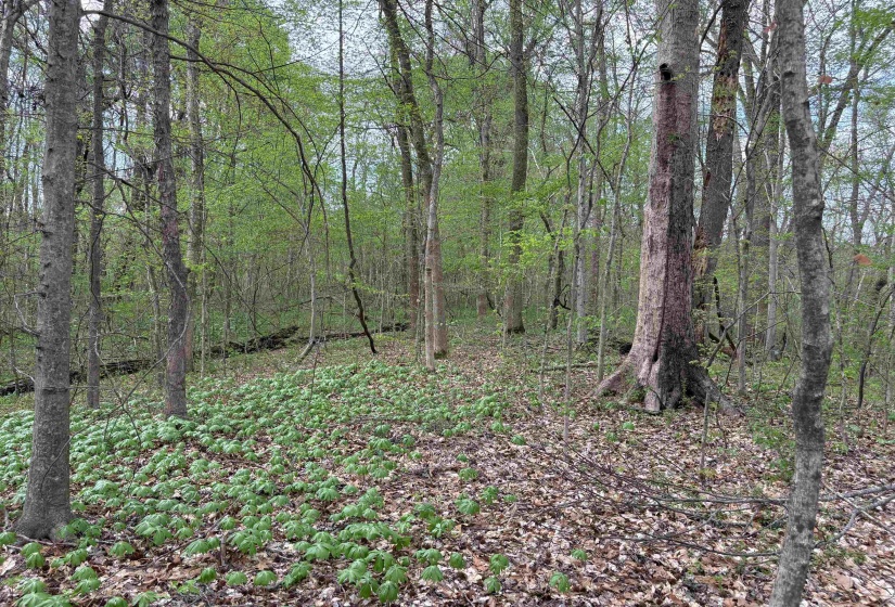 View of landscape featuring a forest view