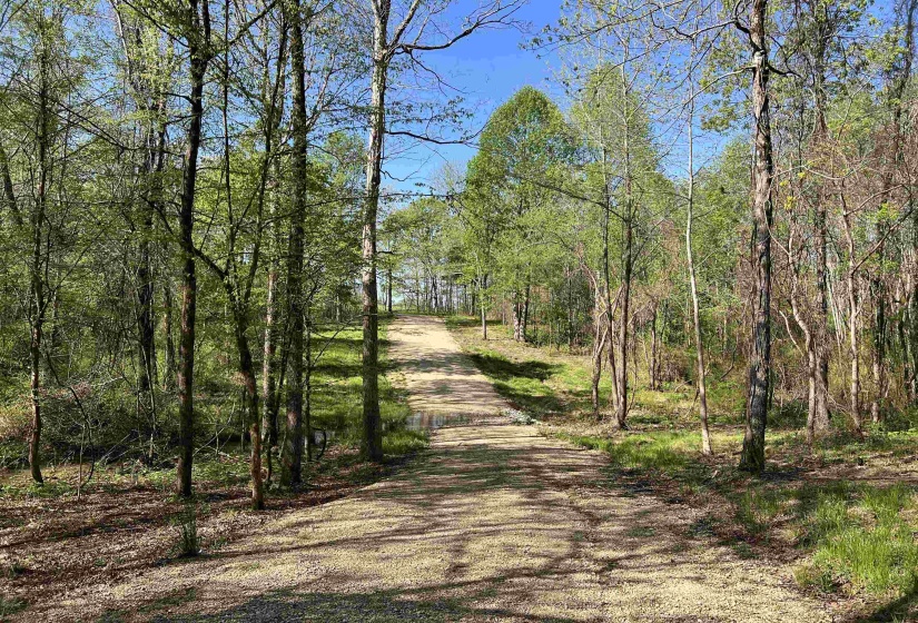 View of road featuring a view of trees