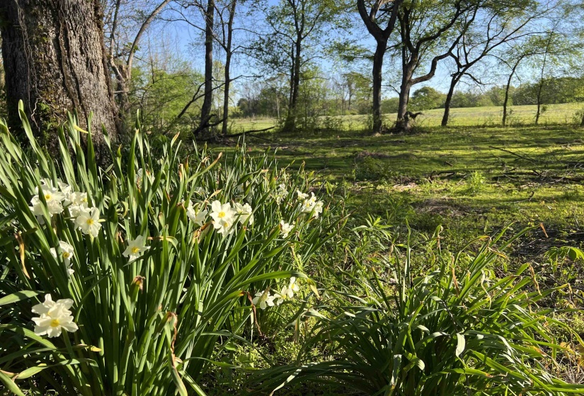 View of local wilderness