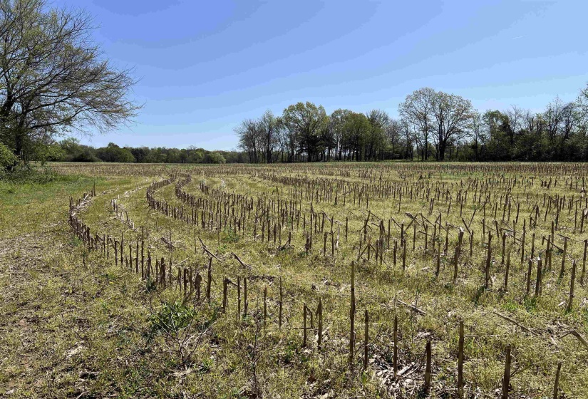 View of local wilderness featuring a rural view