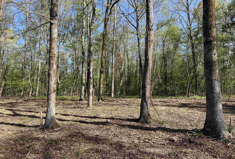 View of local wilderness with a wooded view