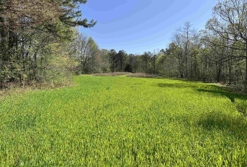 View of yard with a wooded view