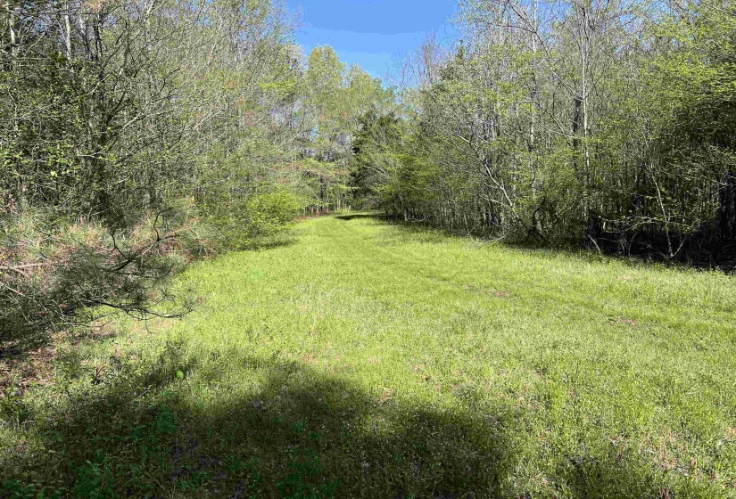 View of yard featuring a wooded view