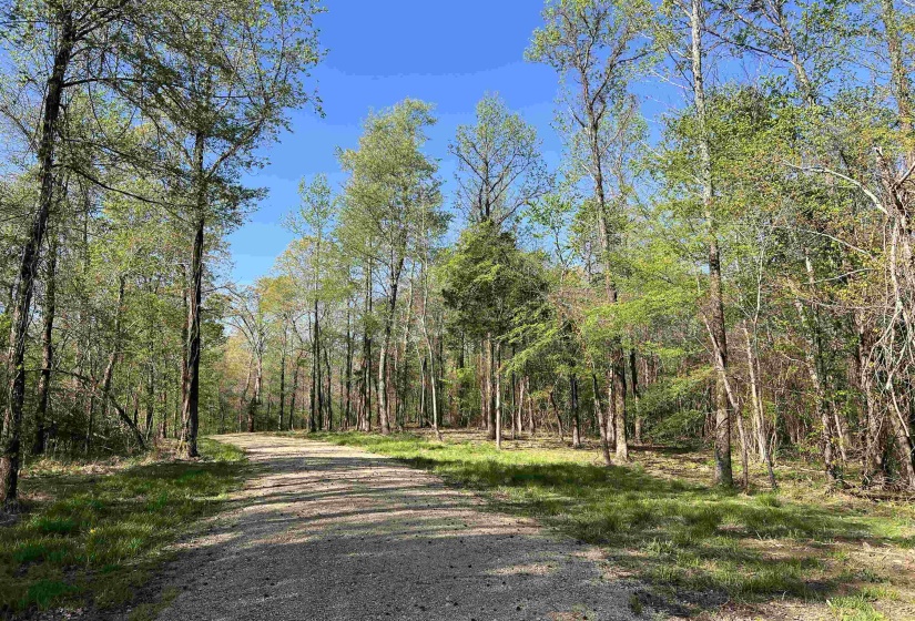 View of street featuring a forest view