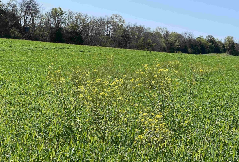 View of local wilderness featuring a rural view
